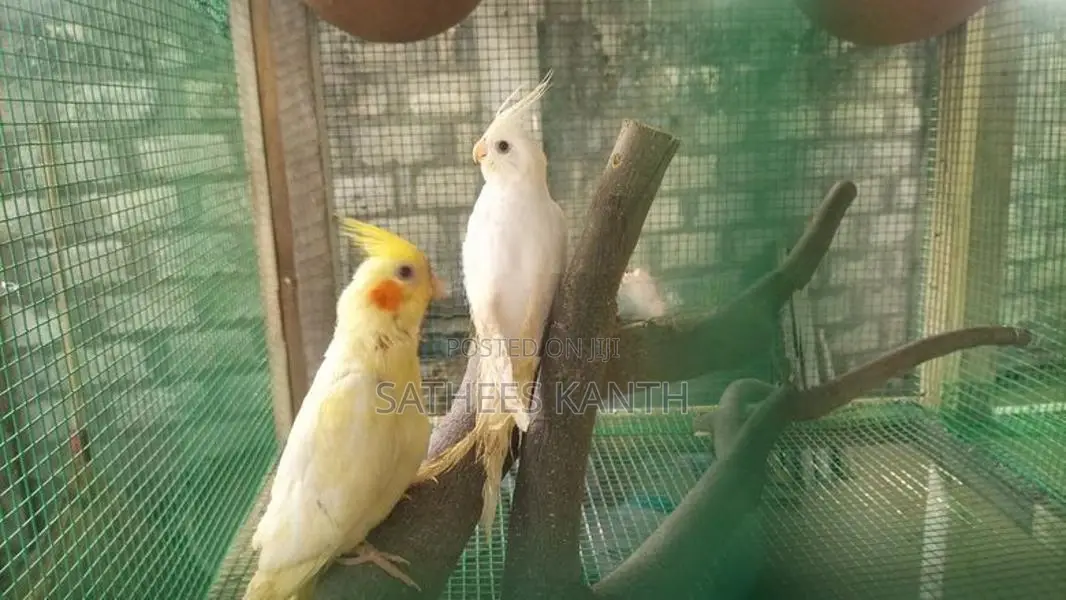 Cockatiel Birds