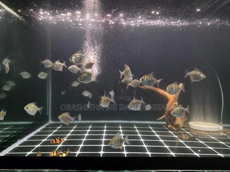 Tiger Dollar Fish