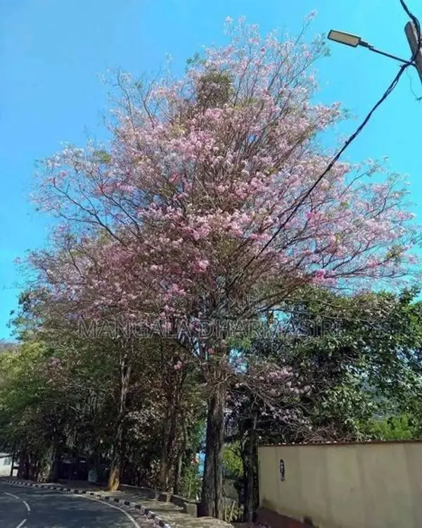 රොබොරෝසියා පැල