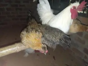 Bantam Chicks
