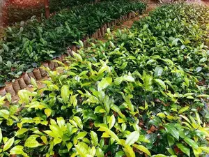තේ පැල | Tea Plants