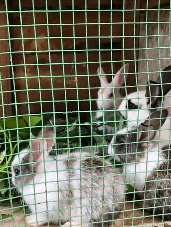 Rabbit