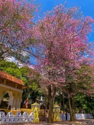 රොබොරෝසියා පැල