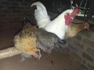Bantam Chicks