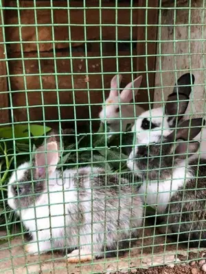 Rabbit
