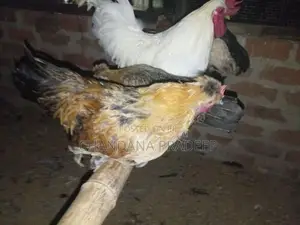 Bantam Chicks