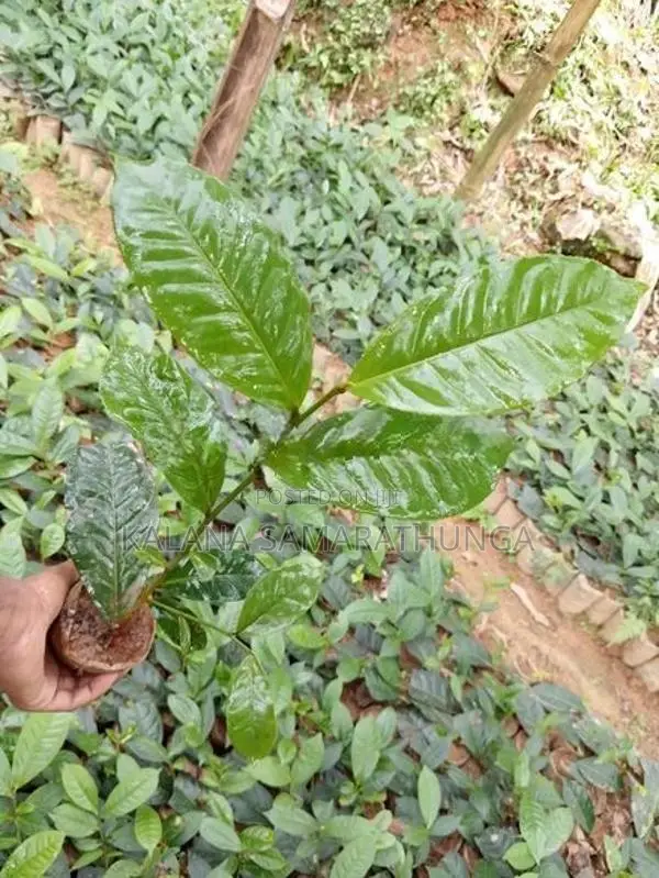 තේ පැල | Tea Plants