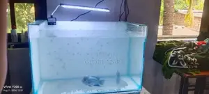 Flower Horn Fish