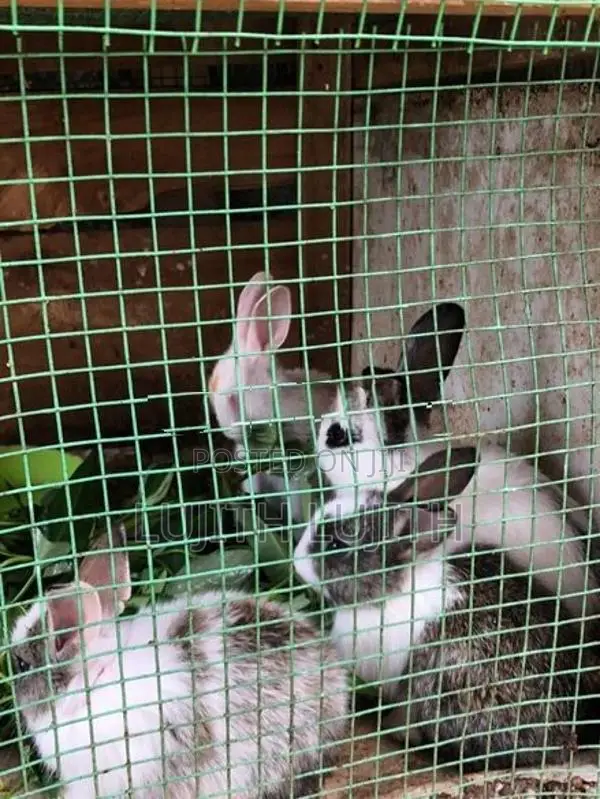 Rabbit