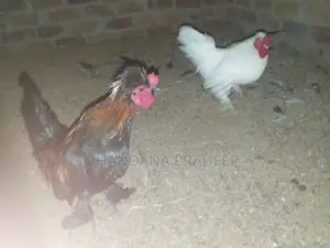 Bantam Chicks
