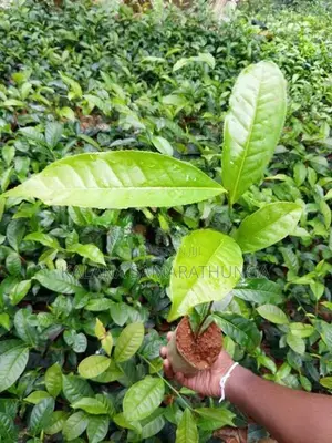 තේ පැල | Tea Plants
