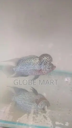 Flower Horn Fish