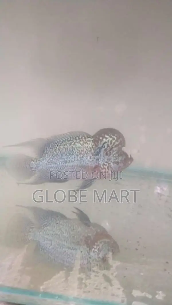 Flower Horn Fish