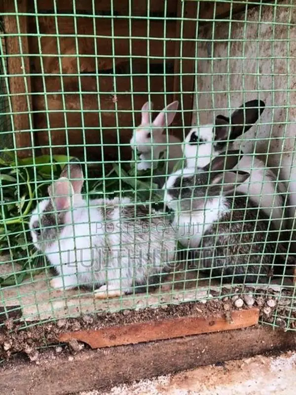 Rabbit