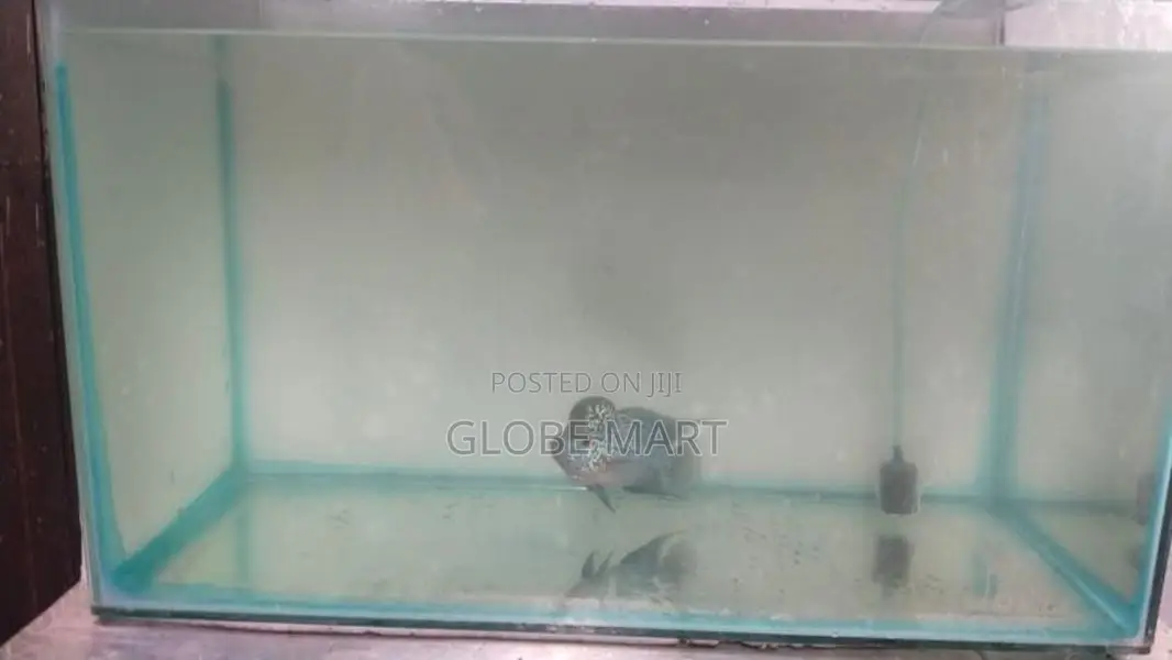 Flower Horn Fish