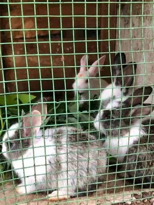 Rabbit
