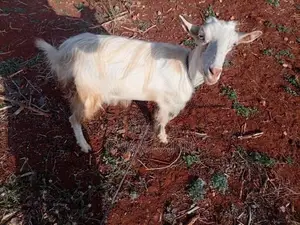 Saanen Goat