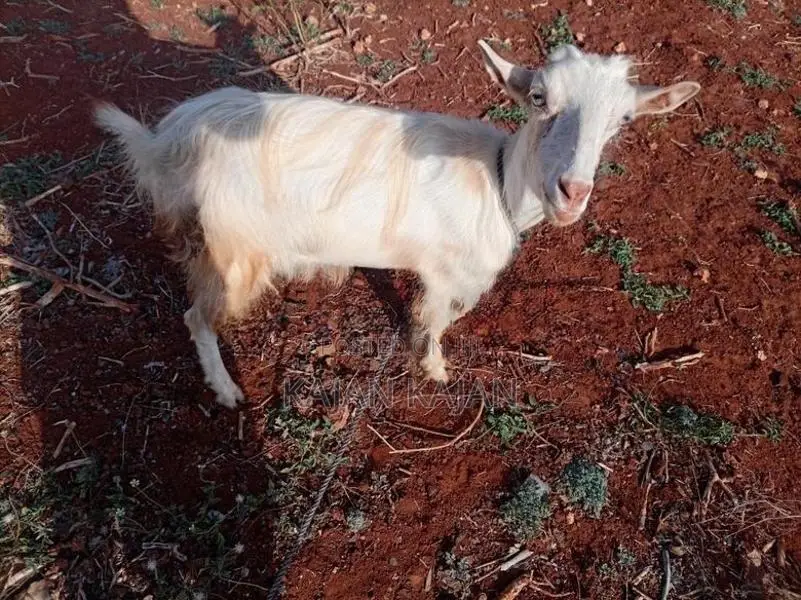 Saanen Goat