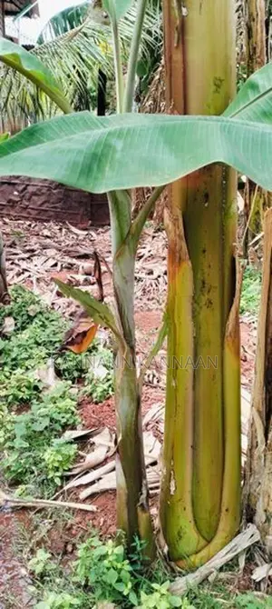 Banana Plant