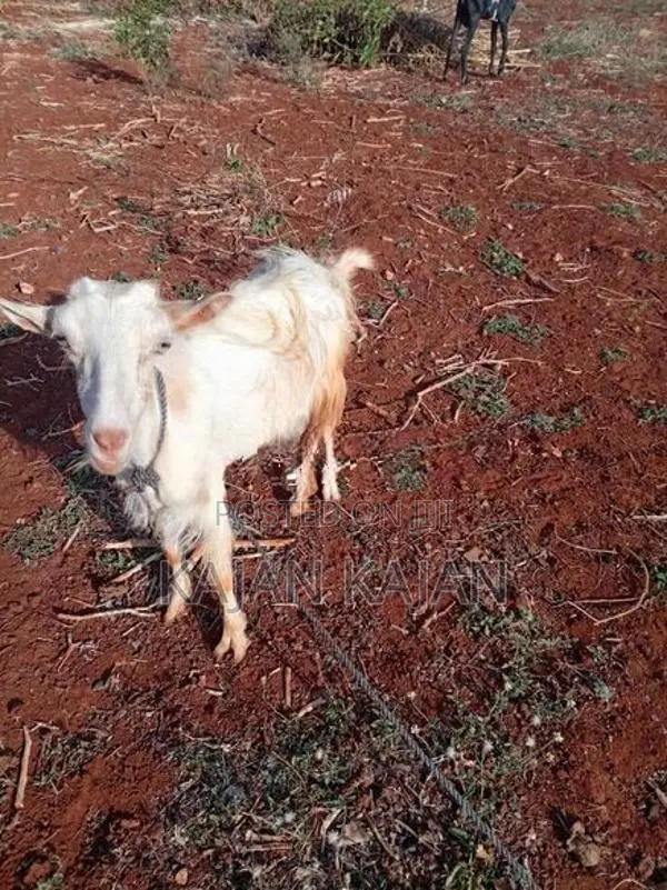 Saanen Goat