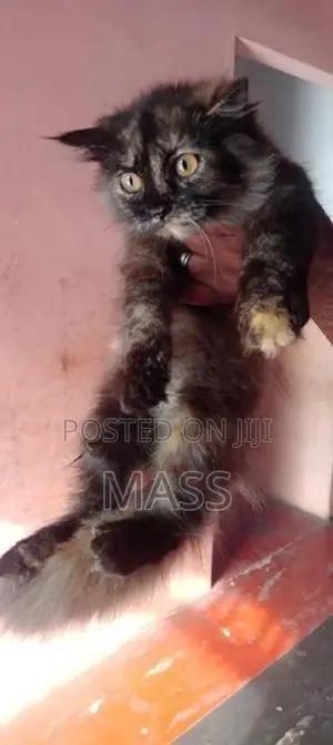 Persian Cat