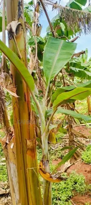 Banana Plant