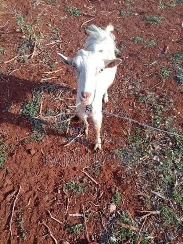 Saanen Goat