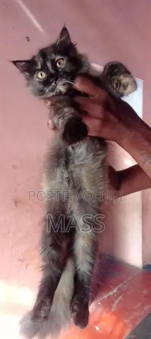 Persian Cat
