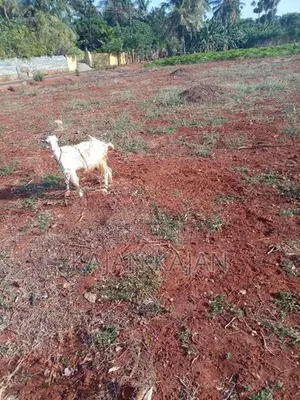 Saanen Goat