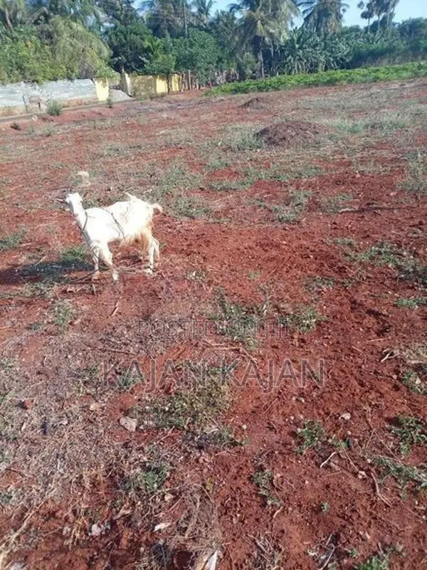 Saanen Goat