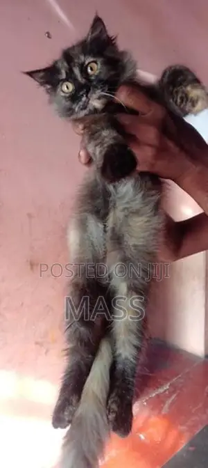 Persian Cat