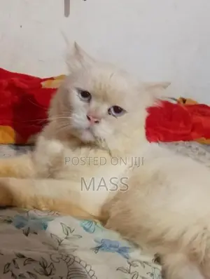 Persian Cat