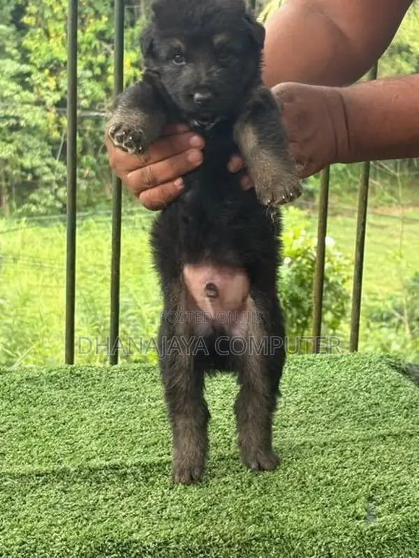German Shepherd Puppies