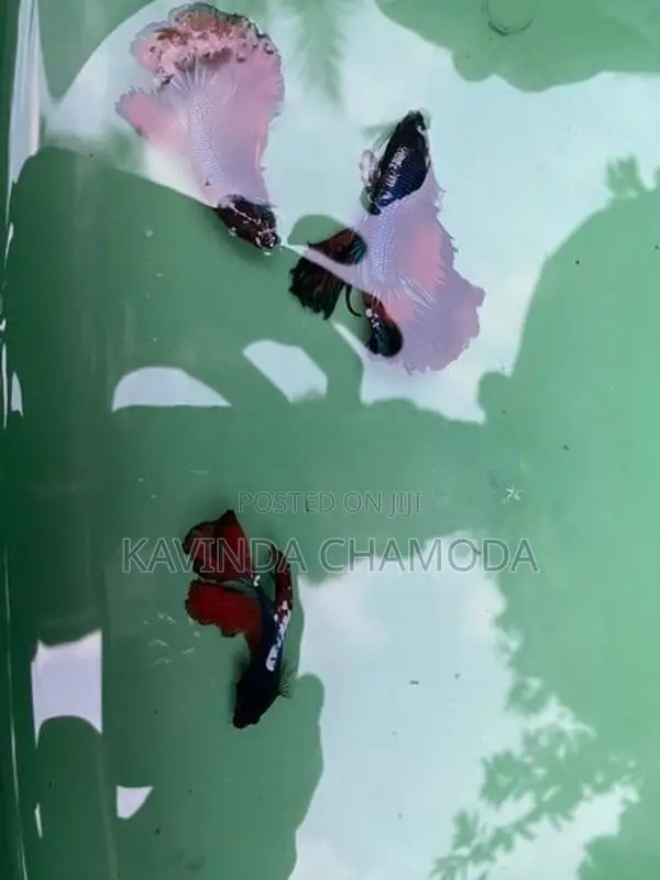 Fighter Fish