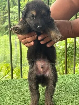 German Shepherd Puppies