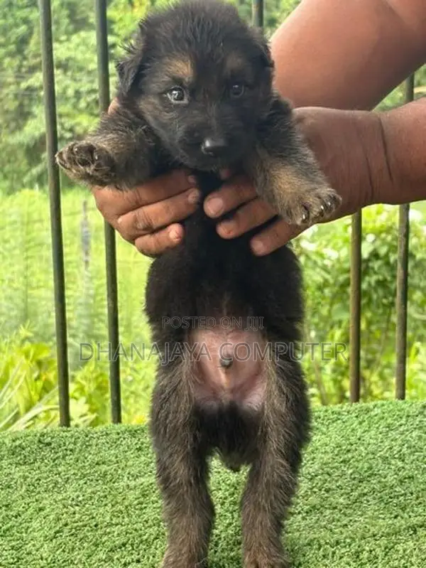 German Shepherd Puppies