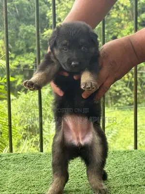 German Shepherd Puppies