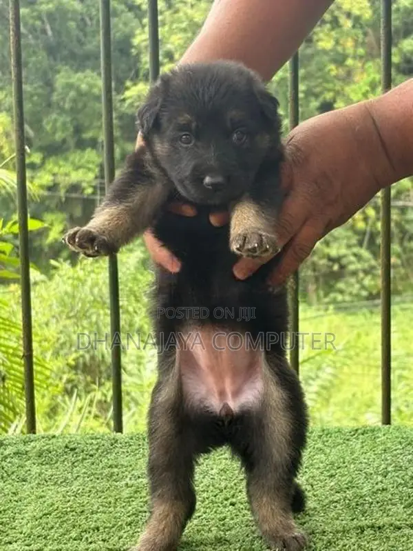 German Shepherd Puppies