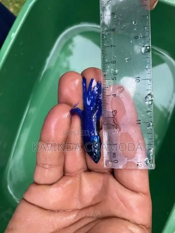Fighter Fish