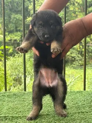 German Shepherd Puppies