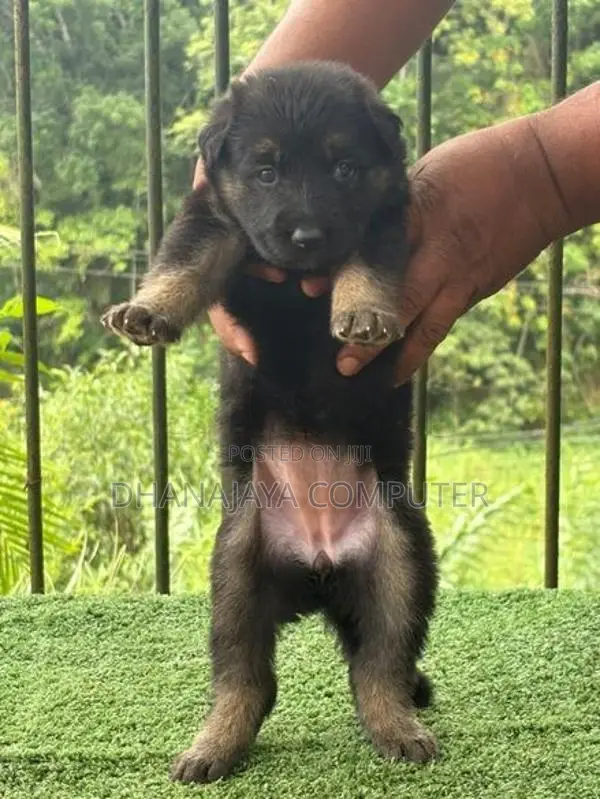 German Shepherd Puppies