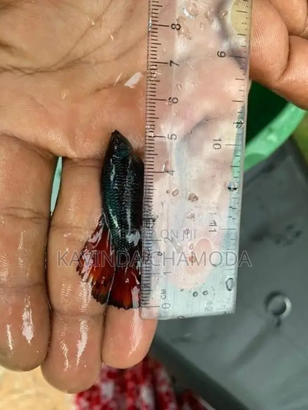 Fighter Fish