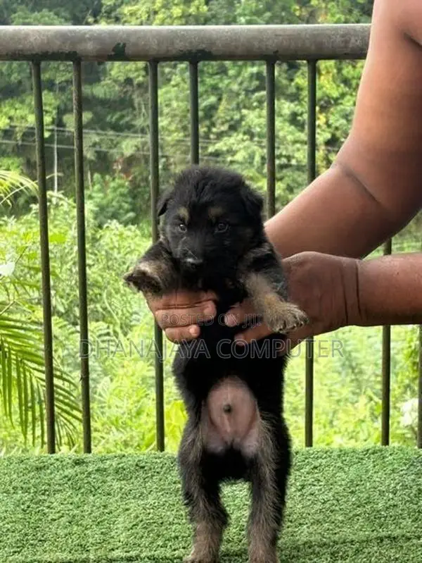German Shepherd Puppies