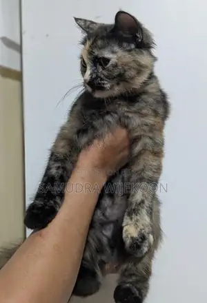 Persian Cat