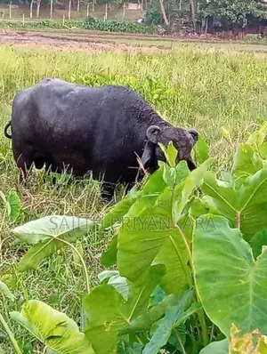 Wassi Cow