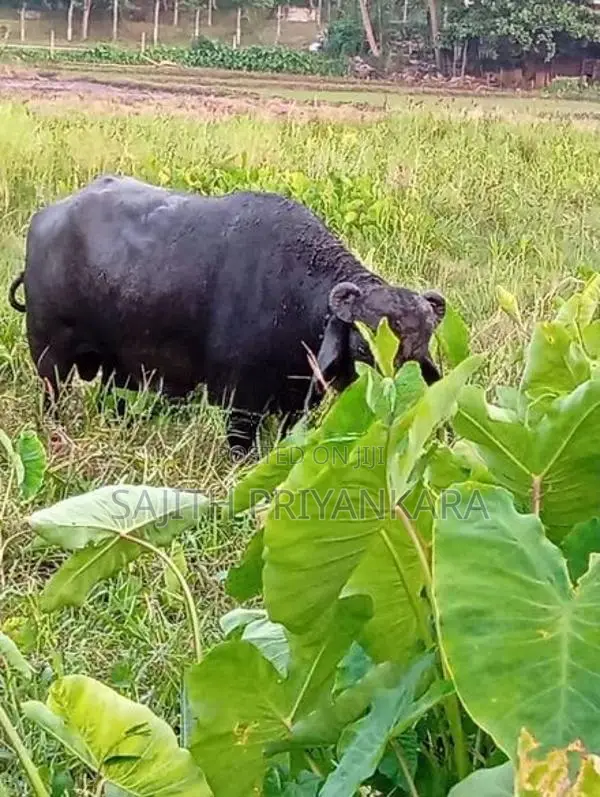 Wassi Cow