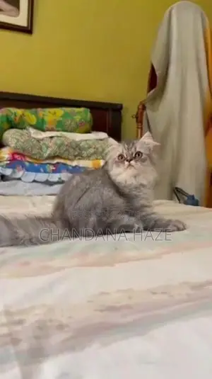 Persian Cat