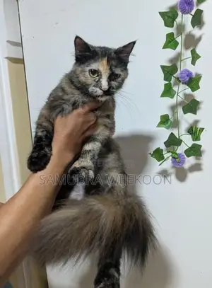 Persian Cat
