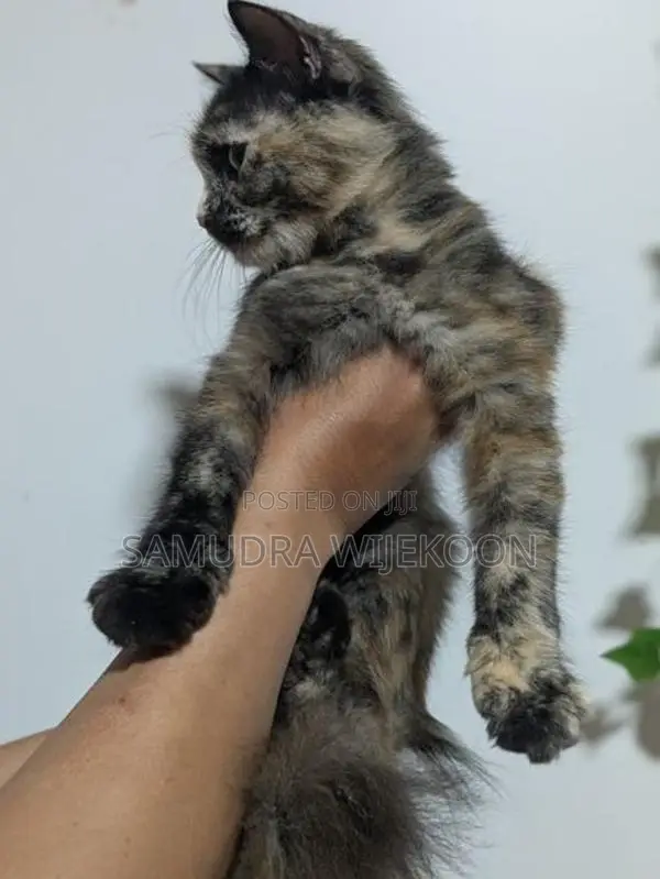 Persian Cat