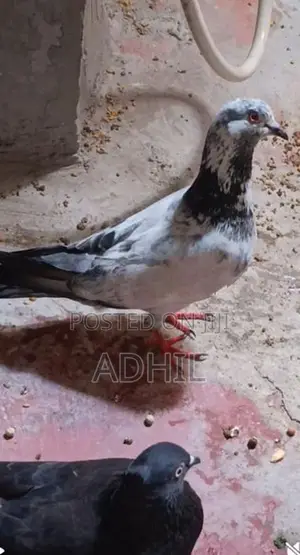 Pigeon